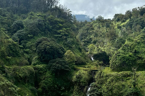 Maui Sea Turtles & Waterfalls: Full-Day Road to Hana Tour