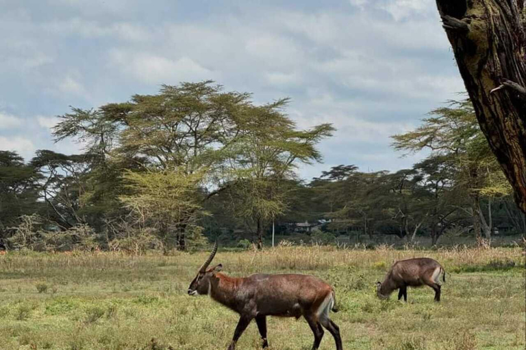 Nairobi: Giro in barca del Lago Naivasha e Parco Nazionale Hell&#039;s GateNairobi: escursione di un giorno alla Porta dell&#039;Inferno e al lago Naivasha