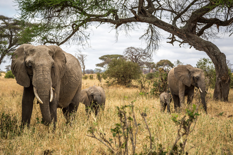 Safári de dois dias em Tarangire e na cratera de NgorongoroGrupo privado com acomodação em acampamento de luxo médio