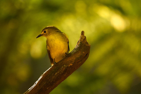 Foresta pluviale di Sinharaja: Escursione di un giorno da Galle o Bentota