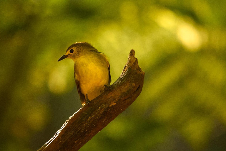 Selva Tropical de Sinharaja: Excursión de un día desde Galle o Bentota