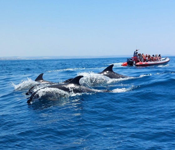 Visit From Albufeira Benagil Caves and Dolphins Guided Boat Tour in Albufeira