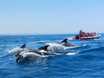 De Albufeira: Passeio de barco guiado pelas grutas de Benagil e pelos golfinhos