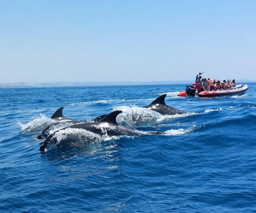 From Albufeira: Benagil Caves and Dolphins Guided Boat Tour