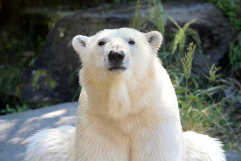 Berlín: Entradas para el zoo del este de BerlínBerlín: Entradas para el Tierpark de Berlín