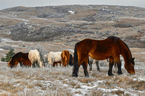 Livno: Guided Wild Horses Tour with Local Aperitif