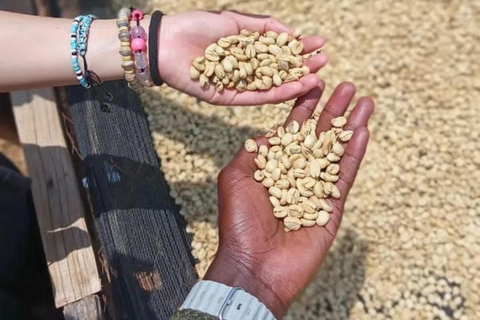 From Nairobi: Tea and Coffee Farm Tour with Tastings