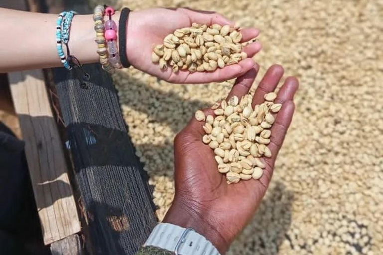 From Nairobi: Tea and Coffee Farm Tour with Tastings