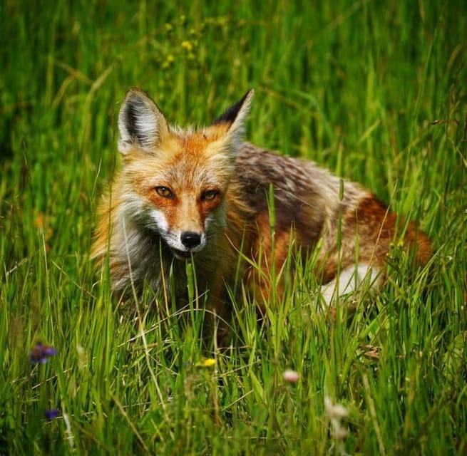 Bozeman Park Narodowy Yellowstone I Grand Teton Z Hotelem Getyourguide