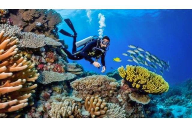 Moalboal : Scuba Diving Sardine Run and Turtle Chasing