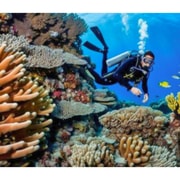 Moalboal: Scuba Diving Sardine Run and Turtle Chasing