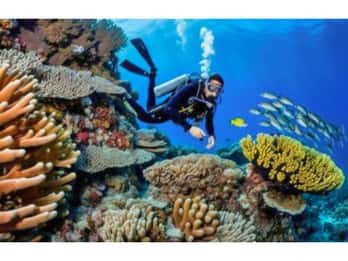 Moalboal : Scuba Diving Sardine Run and Turtle Chasing