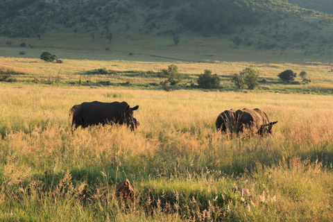 Safari de 4 días en tienda de campaña en Pilanesberg TlouSafari de 4 días en tienda de campaña por Pilanesberg Tlou