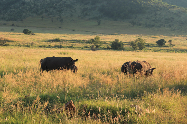 Safari de 4 días en tienda de campaña en Pilanesberg TlouSafari de 4 días en tienda de campaña por Pilanesberg Tlou