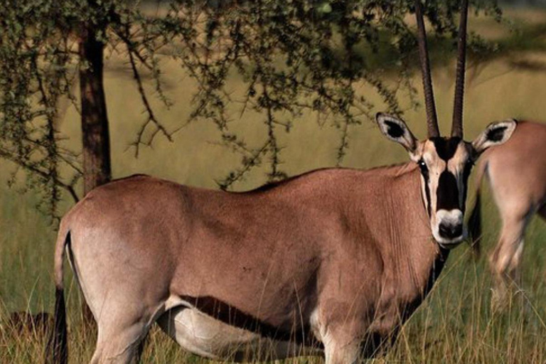 Awash-Nationalpark – Safari &amp; Wasserfallblick