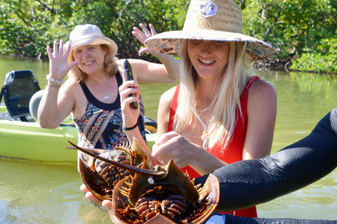 From Naples, FL: Marco Island Mangroves Kayak or Paddle Tour Easy Ride Pedal Kayak Tour