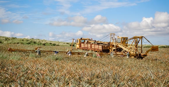 Hali&#39;imaile: Pineapple Farm Tour