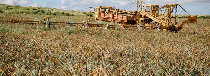 Hali'imaile : visite d'une plantation d'ananas
