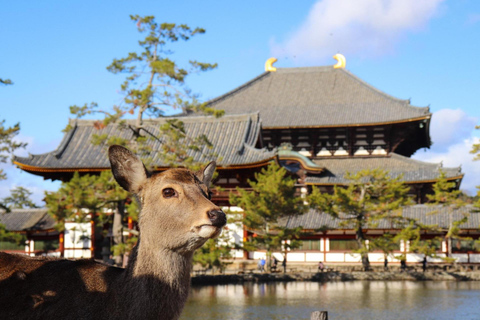 From Osaka: Kyoto & Nara Guided Day Tour