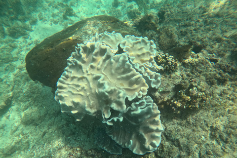 Mirissa Snorkeling Trip with Sea Turtles & Coral Reef