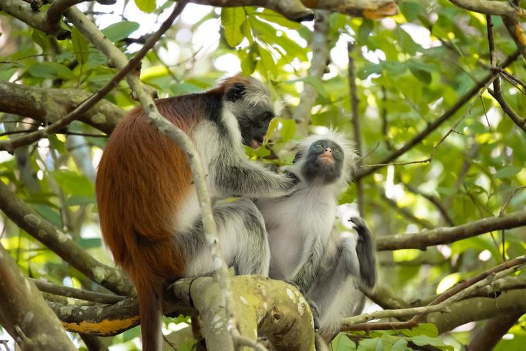 Zanzibar: Jozani forest and Salaam Cave Swim with turtles