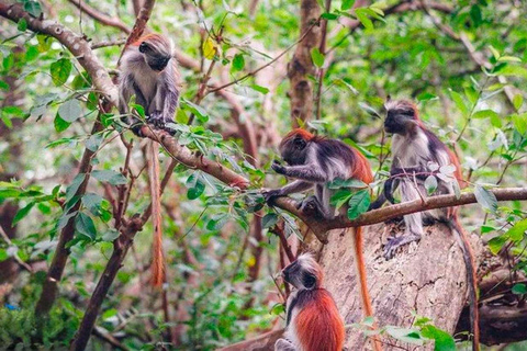 Zanzibar: Jozani Forest & Salaam Cave + Pickup & Entry fees