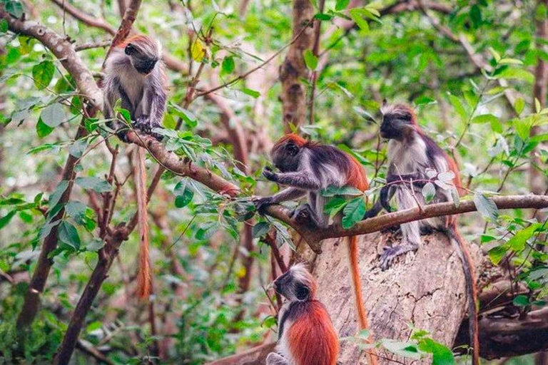 Zanzibar: Jozani Forest & Salaam Cave + Pickup & Entry fees