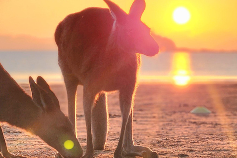 Lever de soleil avec les Kangourous et les Wallabies - Airlie Beach