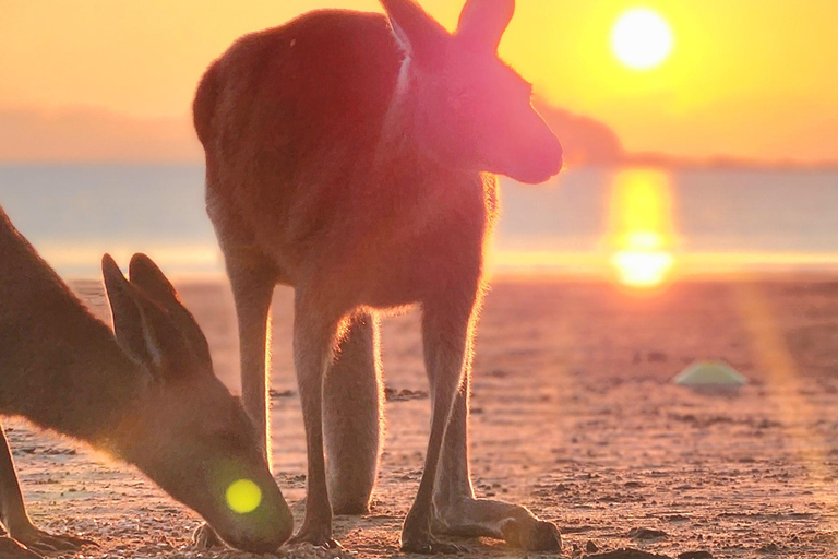 Lever de soleil avec les Kangourous et les Wallabies - Airlie Beach