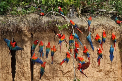 Excursion à l'argile de Chuncho pour les perroquets et les aras.