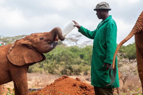 Nairobi: Karen Blixen, Elephant Orphanage & Giraffe Center