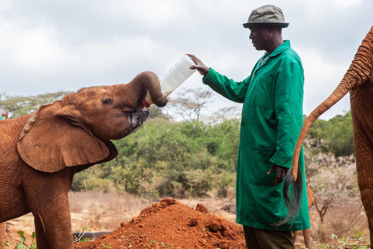 Nairobi: Karen Blixen, Elephant Orphanage & Giraffe Center