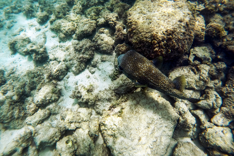 Puerto Rico: Snorkeling with Turtles Adventure