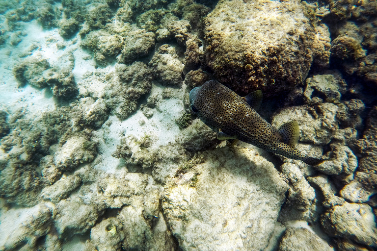 Puerto Rico: Snorkeling with Turtles Adventure