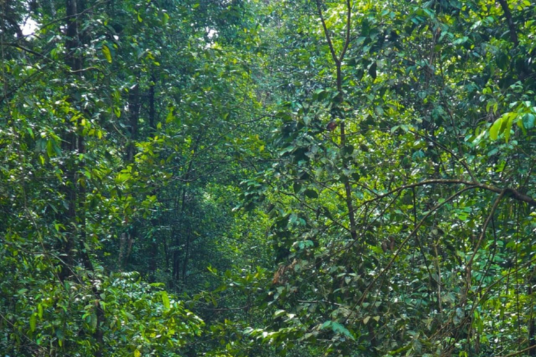 From Colombo: Sinharaja Kithul Toddy Tasting & Stream Bath