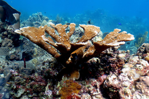 La Romana: Catalina Island for Mein Schiff Cruise Passengers