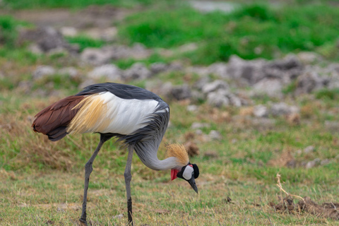 Naivasha: Lago Naivasha e Parco Nazionale Hell's GateTour del lago Naivasha e dell'Hells Gate
