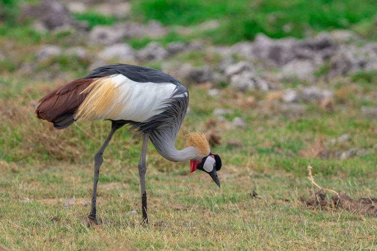 Naivasha: Lago Naivasha e Parco Nazionale Hell's GateTour del lago Naivasha e dell'Hells Gate