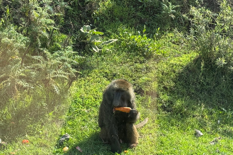 Addis Abeba: Bale-Gebirge &amp; Sof Omar-Höhle 4-tägige TourAddis Abeba: 4-tägige Tour zu den Bale Mountains und der Sof Omar-Höhle