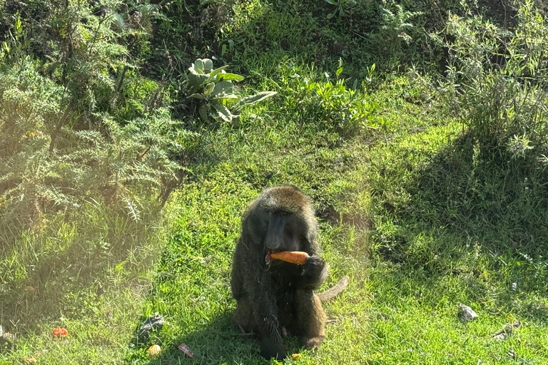 Addis Abeba: Bale-Gebirge &amp; Sof Omar-Höhle 4-tägige TourAddis Abeba: 4-tägige Tour zu den Bale Mountains und der Sof Omar-Höhle