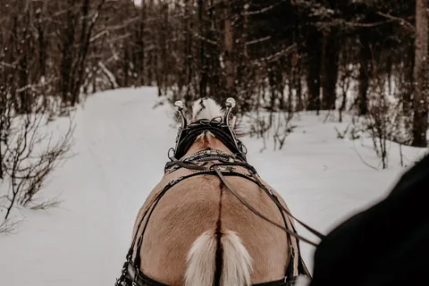 sleigh ride and dining experience