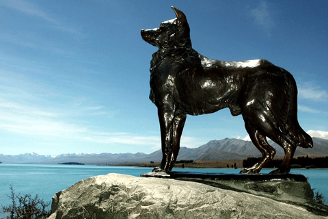 Christchurch : Aoraki/Mt Cook Day Trip with Trotts Garden