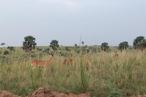 Parc des chutes de Murchison : safari de 3 jours avec le sanctuaire des rhinocéros de Ziwa