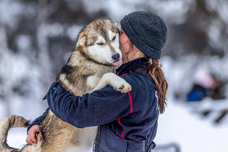 Tromsø: ontmoet husky&#039;s en geniet van zelfgemaakte chocoladetaart