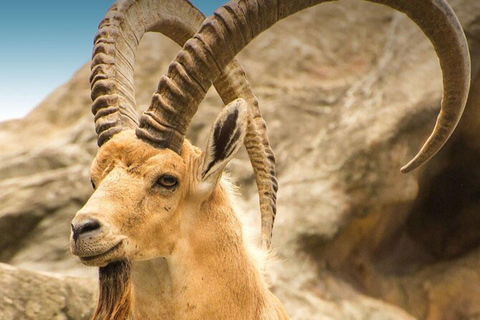 Hegra Tour : Le premier refuge d&#039;AlUla pour les amoureux de la nature et de la vie sauvage