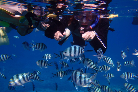 رحلة غطس لمدة نصف يوم إلى كيراما والرياضات البحريةدورة ب: الغطس ورياضة بحرية واحدة