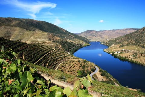 Porto: Excursão 1 Dia Vale do Douro com Degustação de Vinho