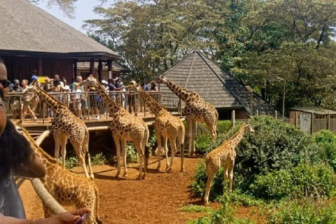 Nairobi: Elephant Orphanage & Giraffe Centre Tour Elephant Orphanage & Giraffe Centre Tour Without Entry Fee