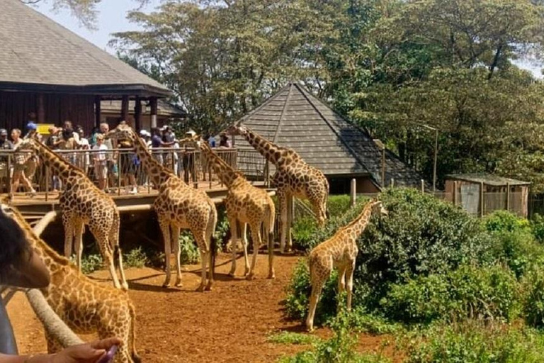 Nairobi: Elephant Orphanage & Giraffe Centre Tour Elephant Orphanage & Giraffe Centre Tour Without Entry Fee