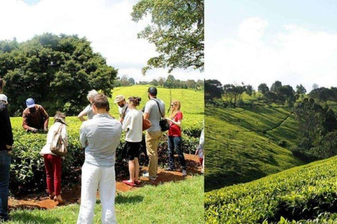 Granja de té desde Nairobi (Kiambethu)